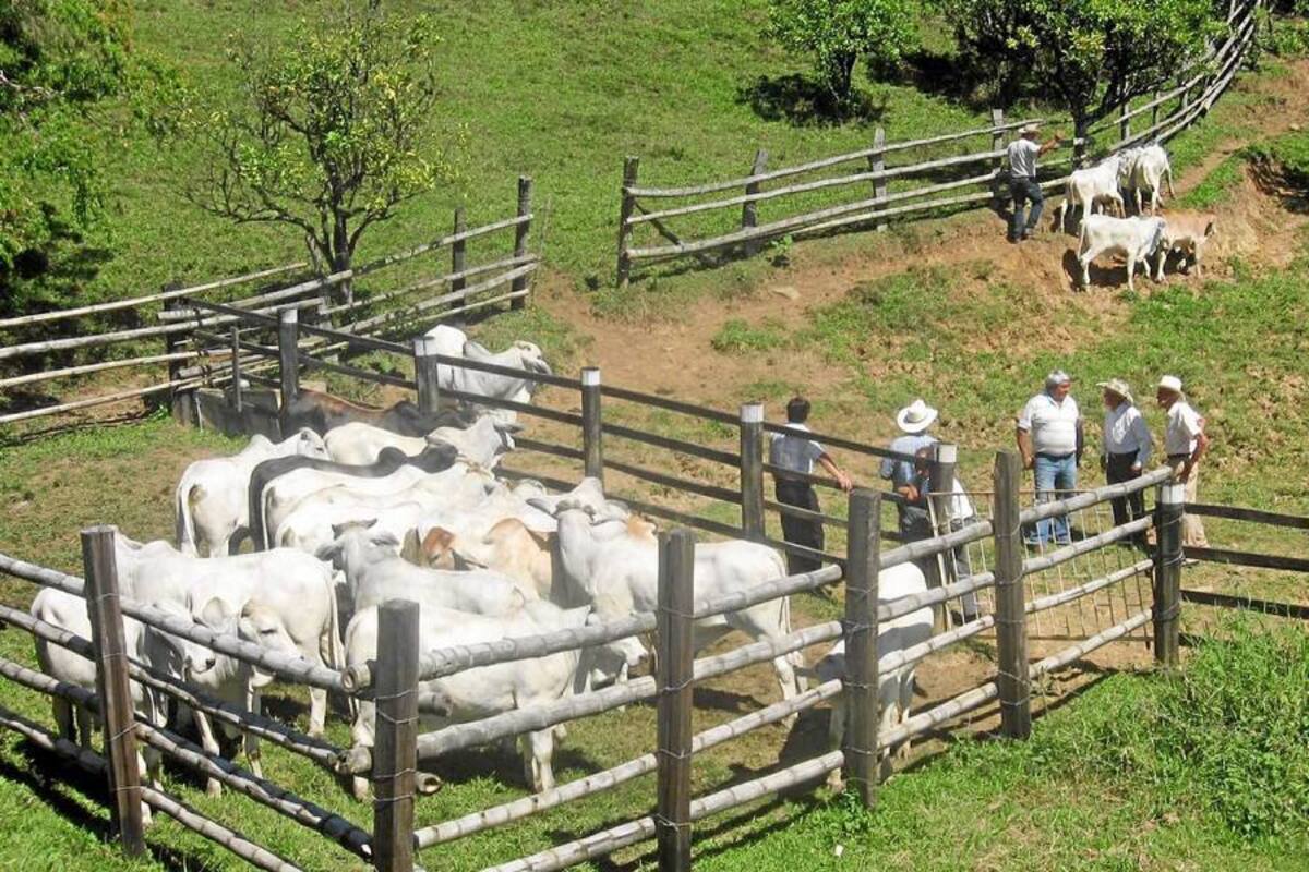 El Minagricultura calificó de obtusa y desconcertante la posición de algunos ganaderos de Arauca de no avanzar en la vacunación contra la aftosa. (Foto: Archivo/VANGUARDIA LIBERAL)