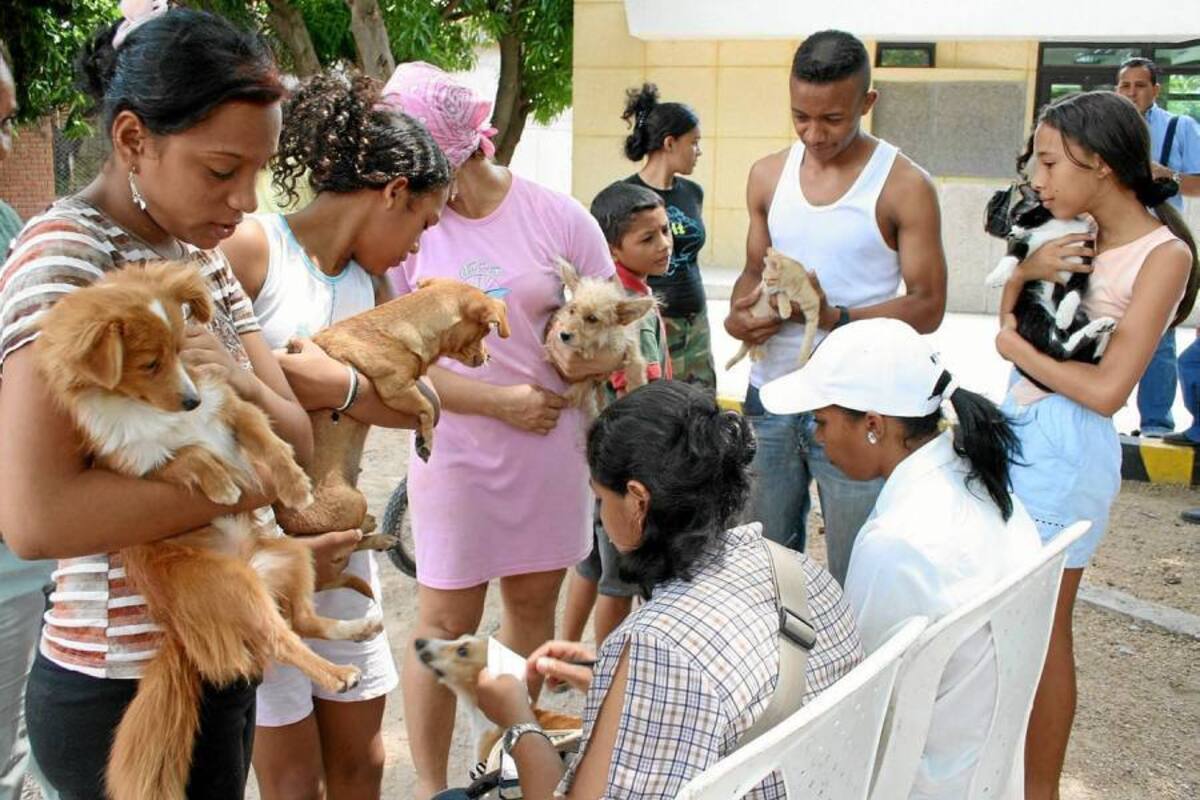 Hoy, funcionarios de la Administración Municipal estarán en la vereda Acapulco vacunando 300 mascotas con el fin de prevenir la rabia. (Foto: Archivo/VANGUARDIA LIBERAL )