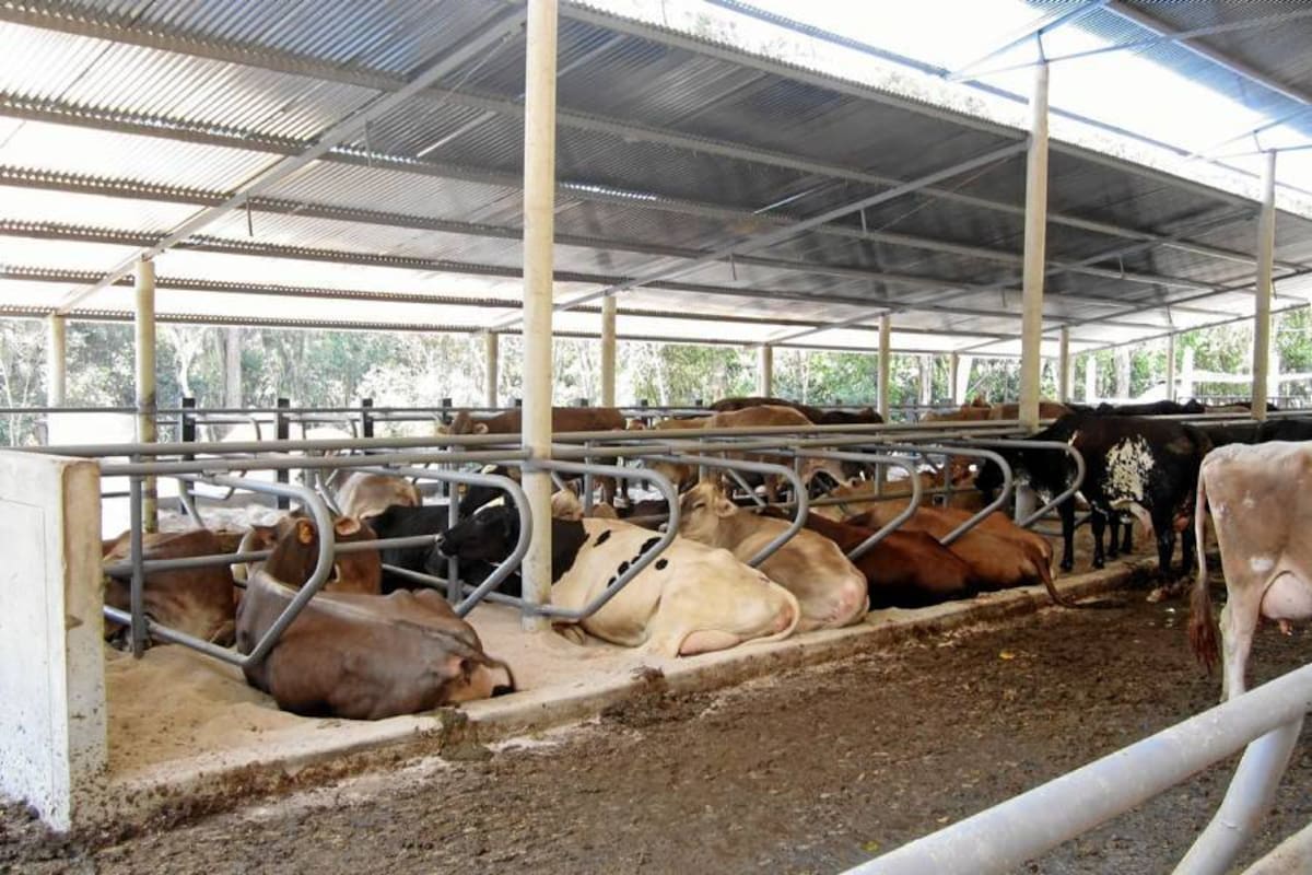 Los ganaderos de Piedecuesta, avanzan en promover la realización del Mercado Ganadero, el cual necesitaría de una licencia del ICA (Foto: Archivo/ VANGUARDIA LIBERAL )