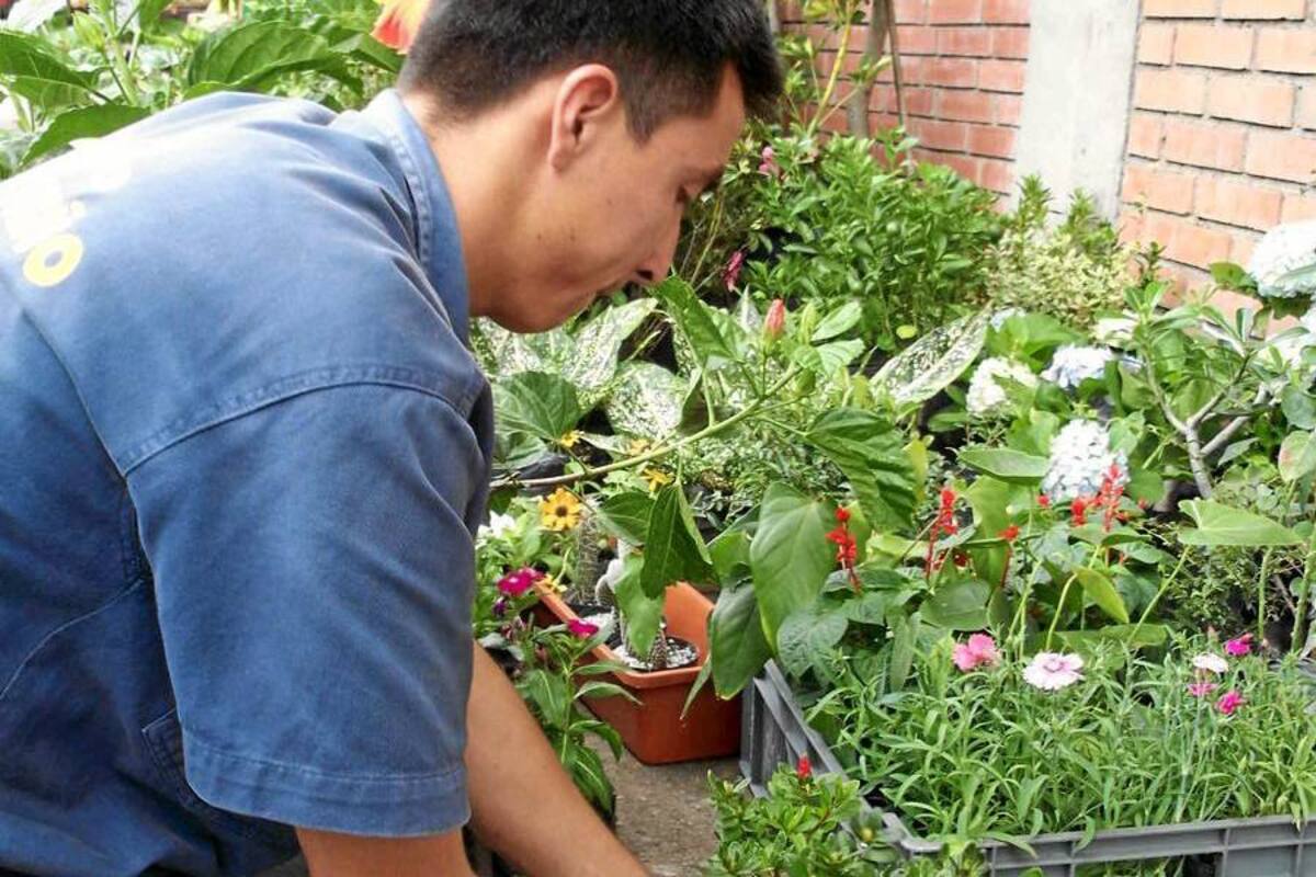 Algunos jardineros de Piedecuesta decidieron asociarse al renglón de la economía solidaria mediante la creación de la cooperativa Conjatecol. (Foto: / VANGUARDIA LIBERAL)