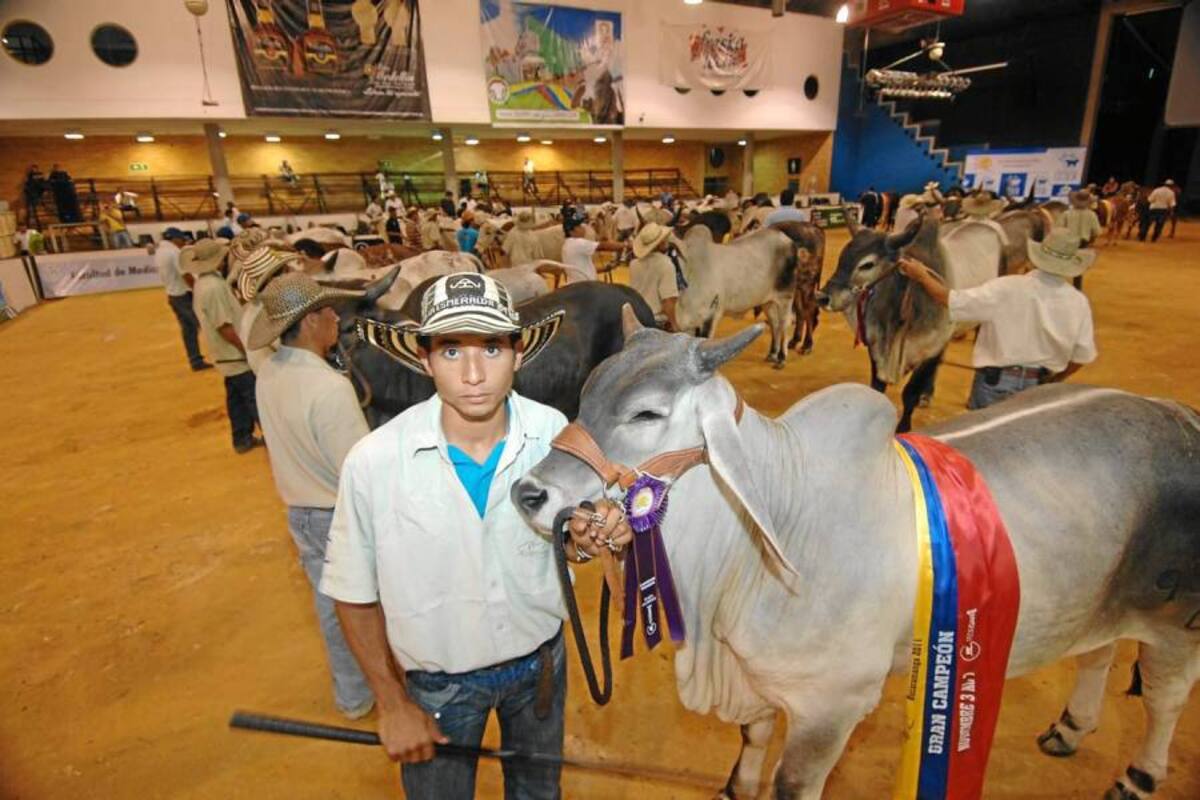 Santander en cebú puro es un protagonista nacional. (Foto: Archivo/VANGUARDIA LIBERAL)