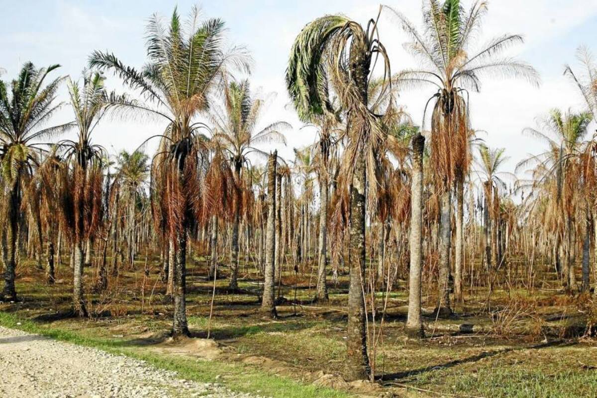 La PC, según los palmeros, está amenazando otras 60 mil hectáreas, correspondientes a las siembras de Sabana de Torres, bajo Rionegro y sur del Cesar. (Foto: César Flórez/VANGUARDIA LIBERAL)