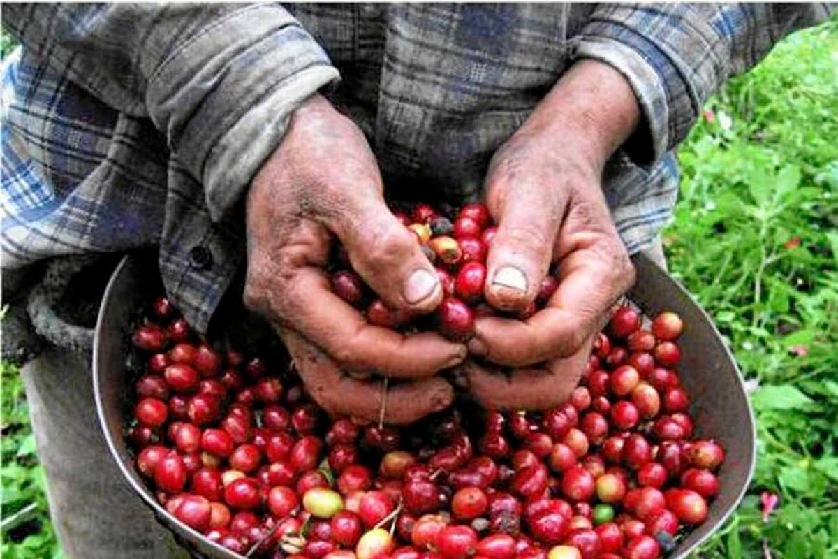 La caída dramática de los precios del café, sumieron al sector en una profunda crisis. De vender la carga a millón de pesos, hoy se tasa a menos de $500 mil. (Foto: Archivo/VANGUARDIA LIBERAL)