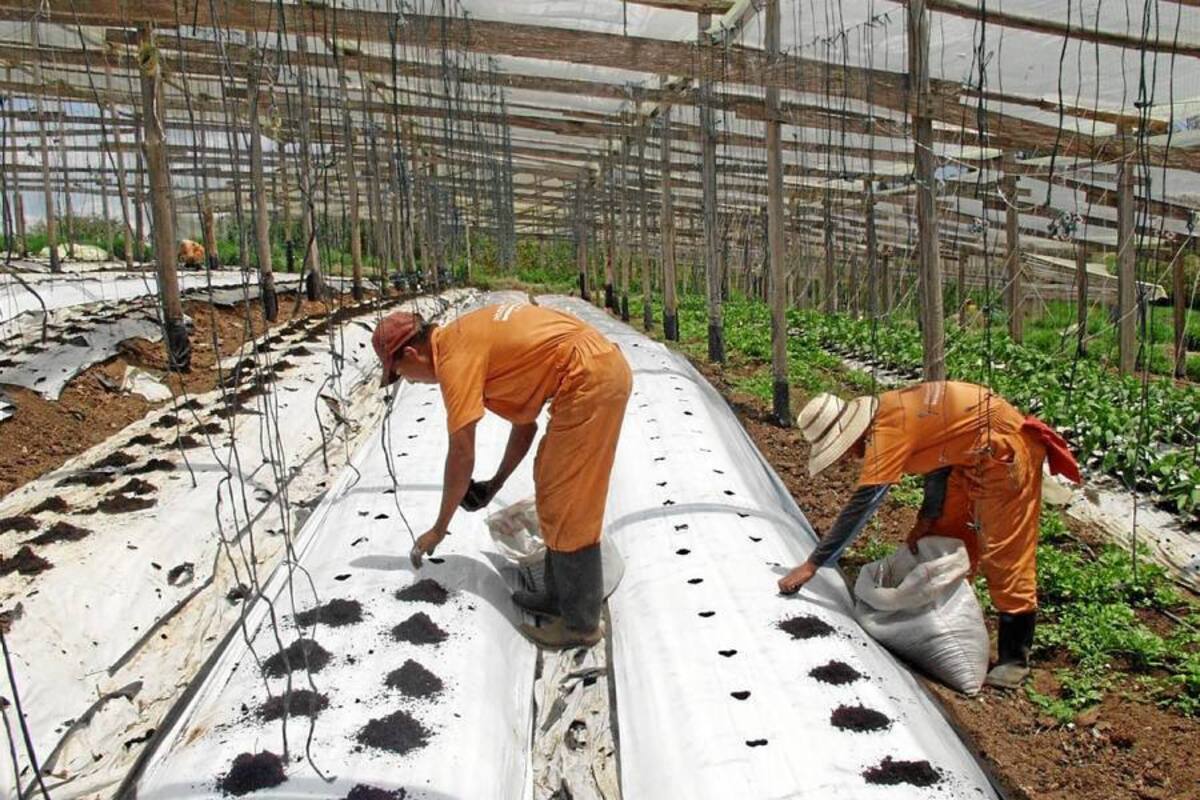 Santander es uno de los pioneros en agricultura limpia del país. (Foto: Archivo/VANGUARDIA LIBERAL)