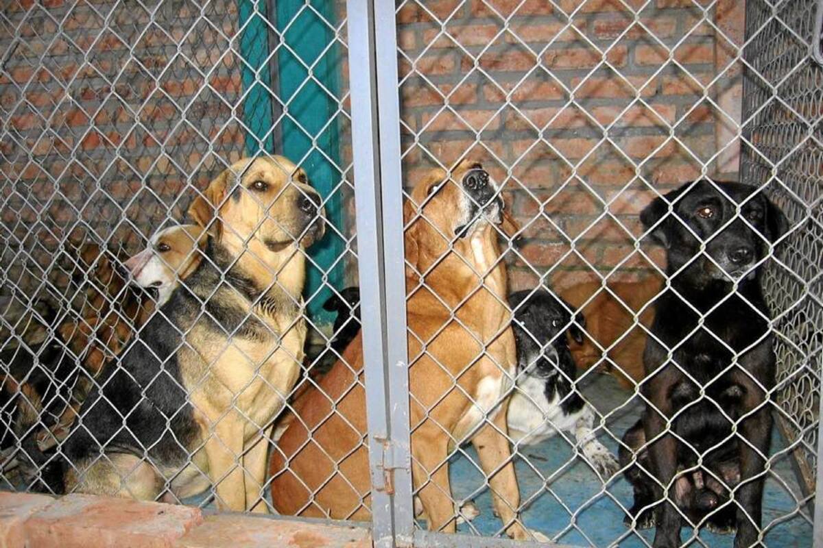 Los perros callejeros podrán ser adoptados por los ciudadanos. (Foto: Archivo/VANGUARDIA LIBERAL )