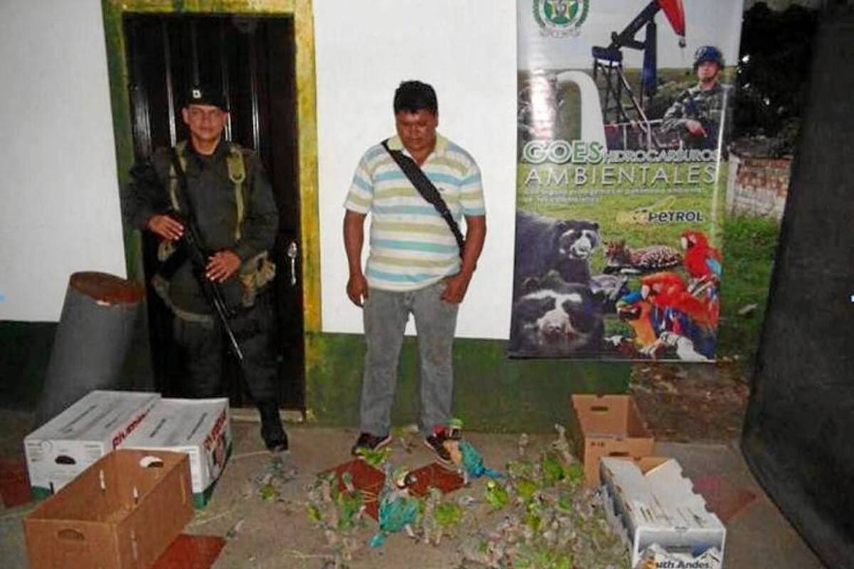 Al sujeto de 39 años de edad le dictaron medida de aseguramiento cuando pretendía comercializar 69 loros. (Foto: Suministrada/ VANGUARDIA LIBERAL)