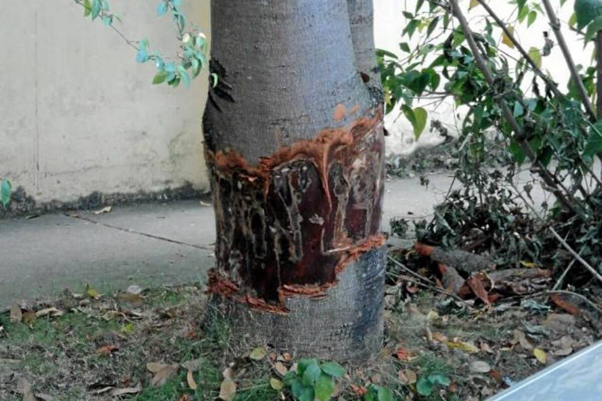 Alarma por muertes provocadas de árboles, denuncia la Cdmb (Foto: Suministrada /VANGUARDIA LIBERAL)