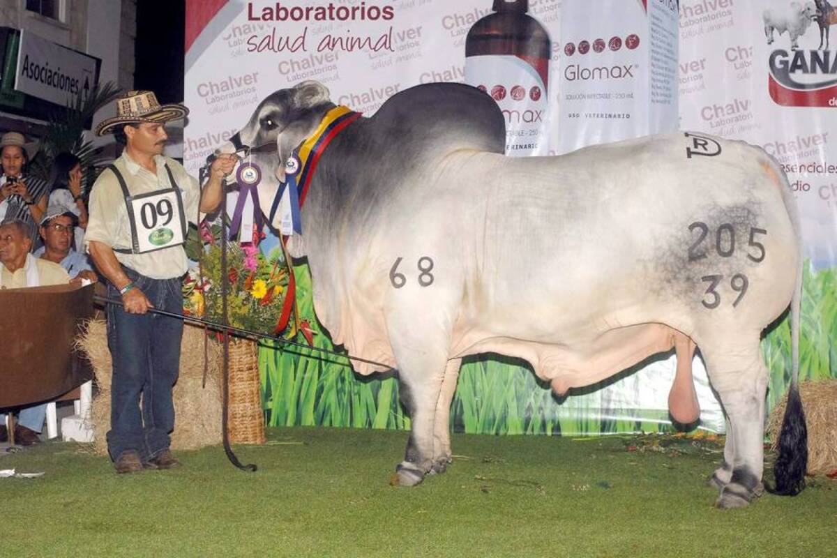 RD 205-39, vino de Agualinda y fue Gran Campeón (Foto: Foto: Jaime Del Río/VANGUARDIA LIBERAL)