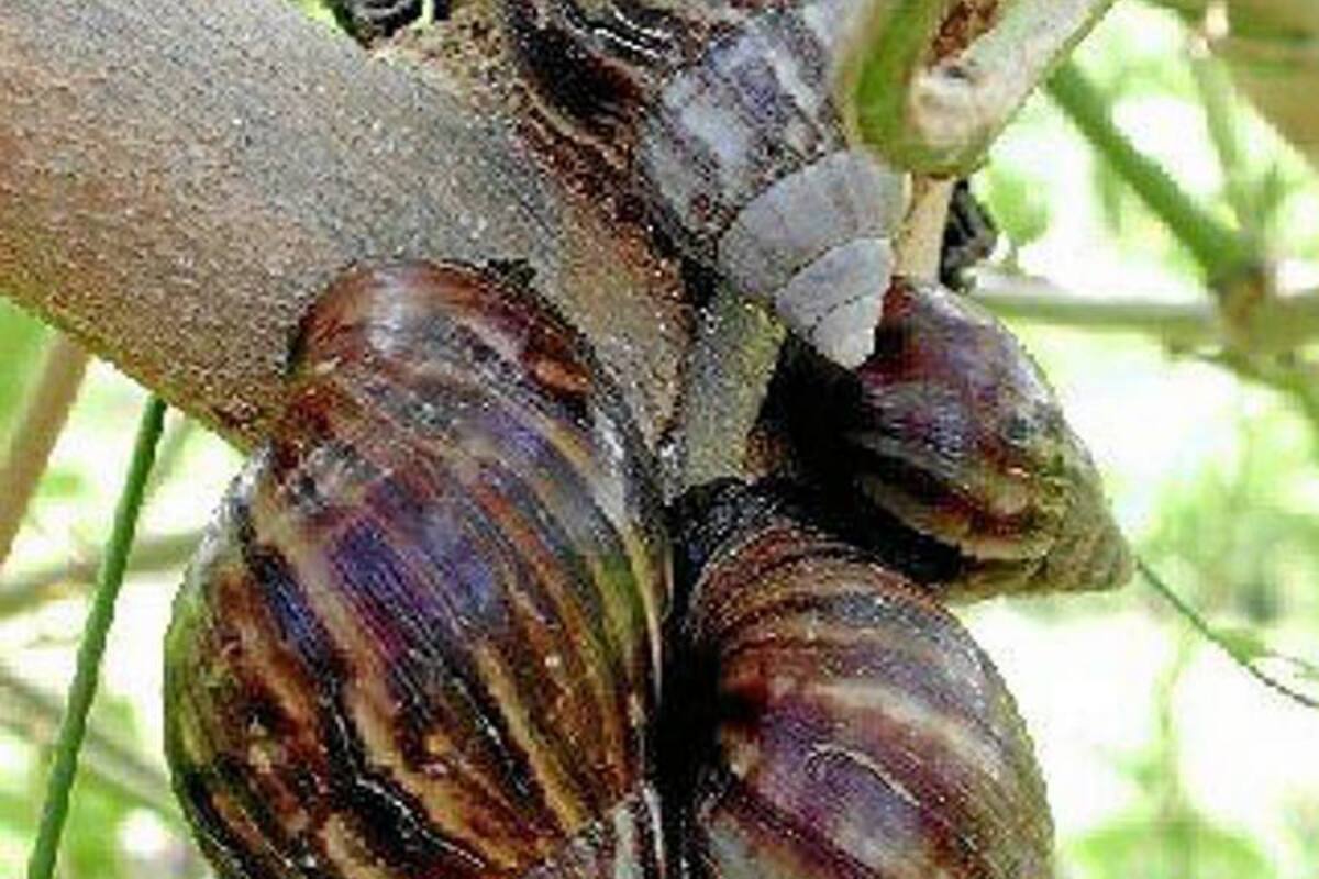 Continúa la presencia de caracoles africanos en Bucaramanga (Foto: Archivo / VANGUARDIA LIBERAL)