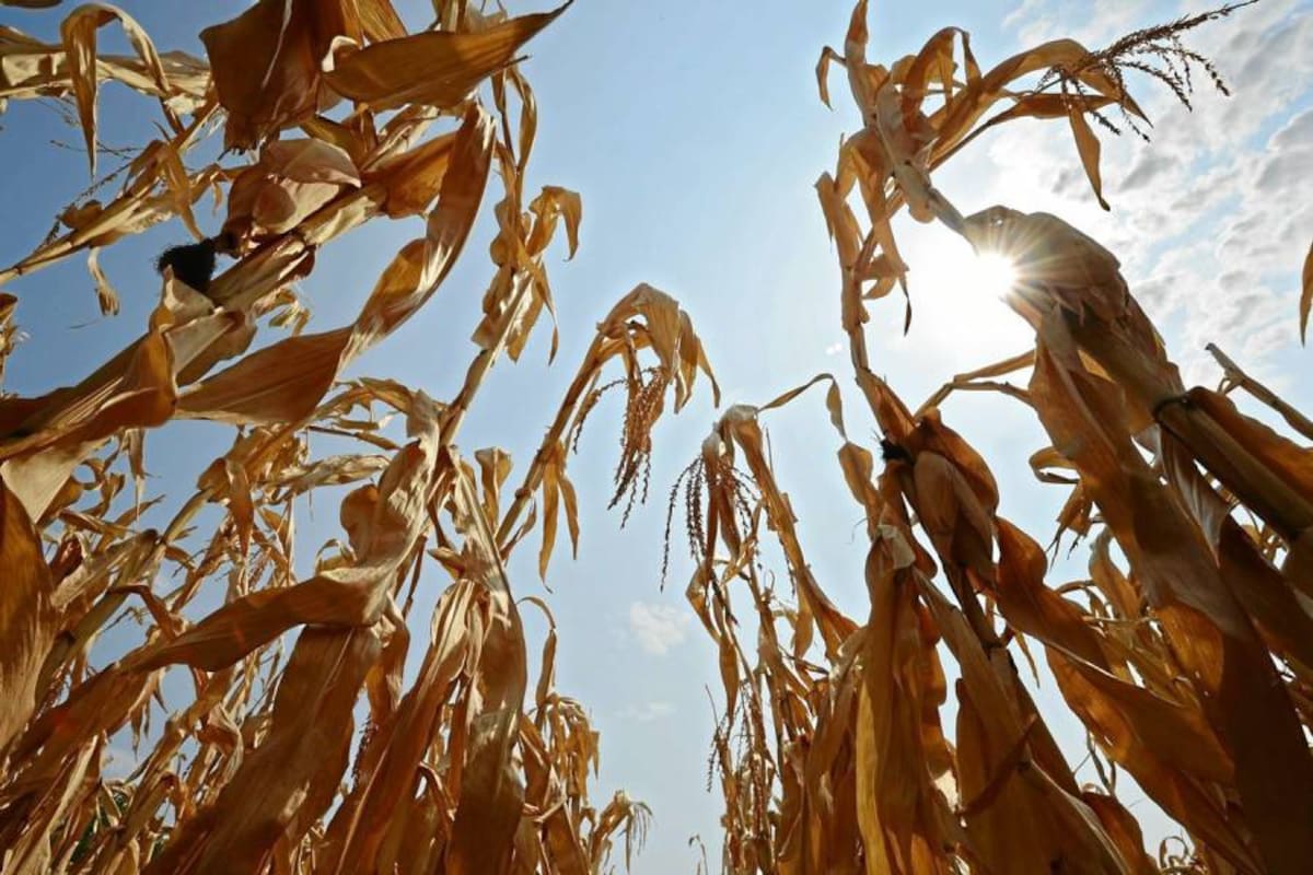 El precio de los alimentos podría aumentar por la temporada de sequía. (Foto: Archivo / VANGUARDIA LIBERAL)