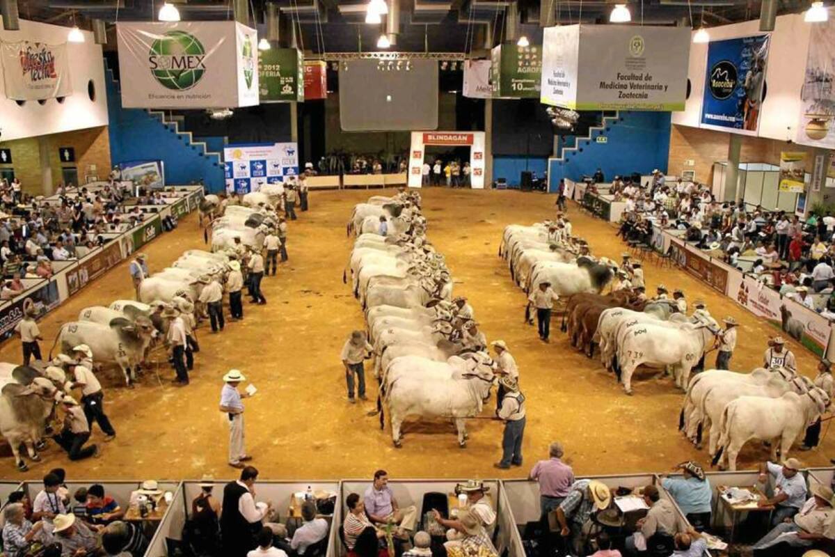 Programa de genoma del cebú será presentado en Feria Nacional