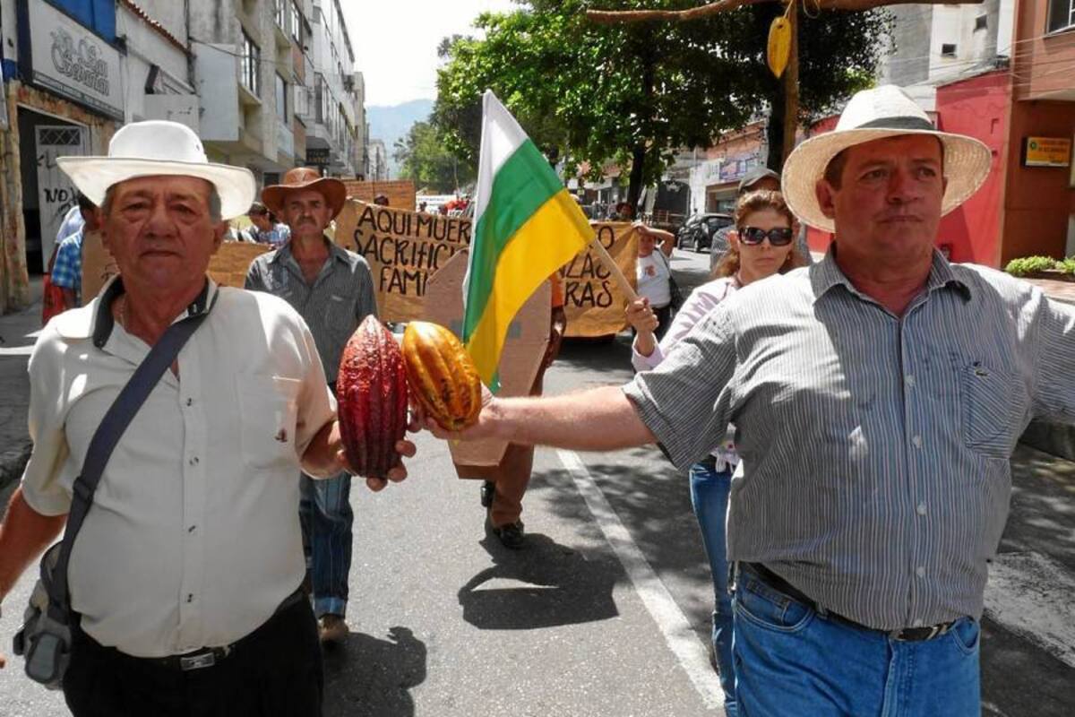 El Minagricultura dice que llevará la producción de 400 kilos a 1.200 por hectárea. Los cacaoteros a su vez se preguntan: ¿cuándo, cómo y con quién? (Foto: Archivo/VANGUARDIA LIBERAL)