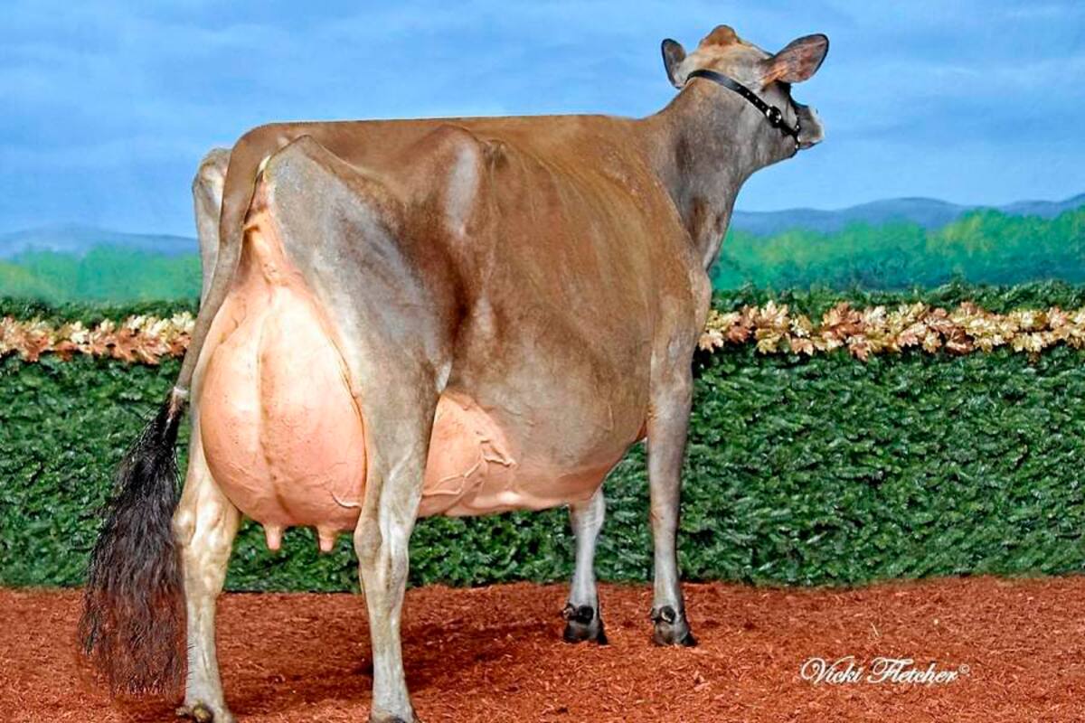 Ganadería del Fonce realizó la importación de 21 animales y hará una exhibición de las hijas de las mejores vacas del mundo como las famosas Gorgeous excelente97 (Gina y Gin) y de La Rumor excelente95 (Rumor y Rumor2). (Foto: Archivo/VANGUARDIA LIBERAL)