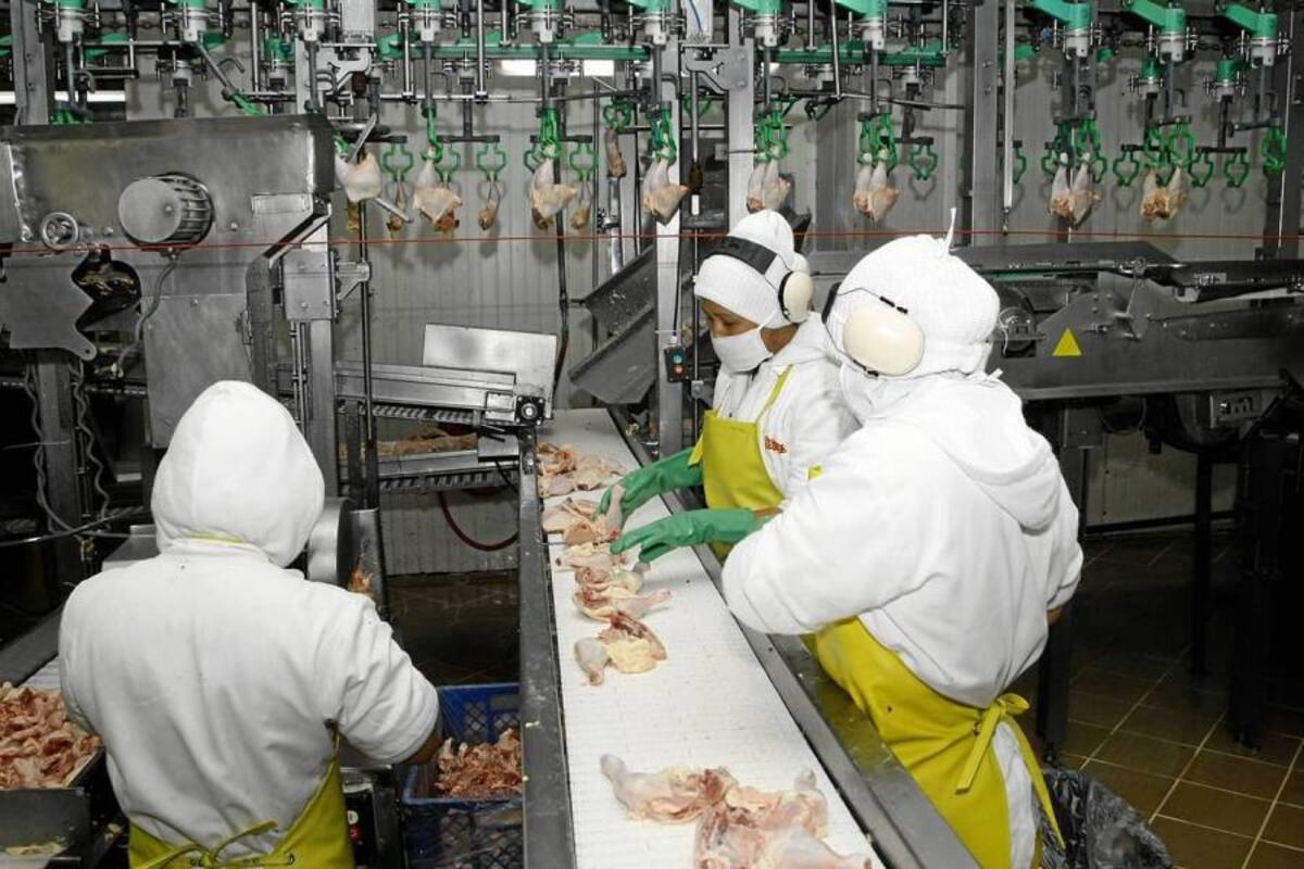 Santander es el productor más fuerte de carne de pollo del país. (Foto: Archivo/VANGUARDIA LIBERAL)
