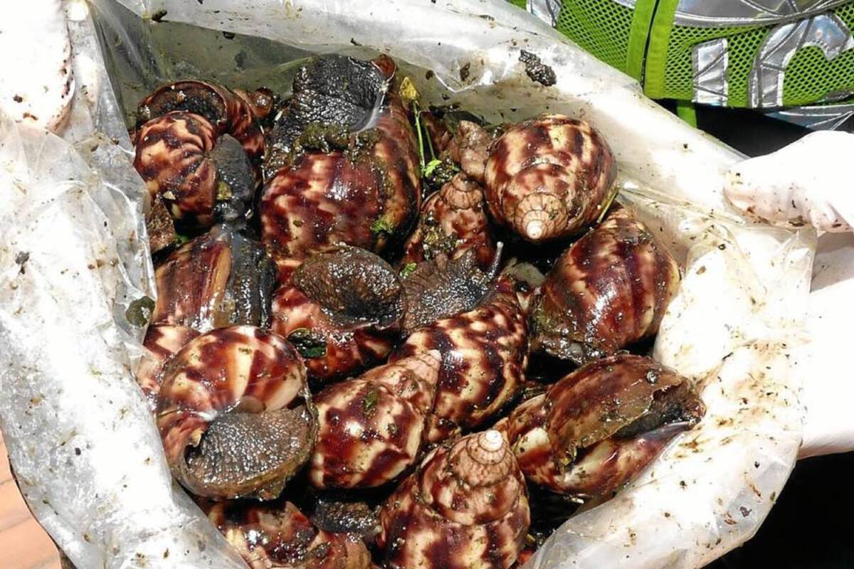 La única manera de adquirir el parásito que porta esta especie de caracol es por ingestión. Las personas deben evitar tener contacto directo con ellos, si llega a suceder, se debe lavar inmediatamente la zona expuesta, así como las manos y antebrazos. (Foto: Archivo/VANGUARDIA LIBERAL)