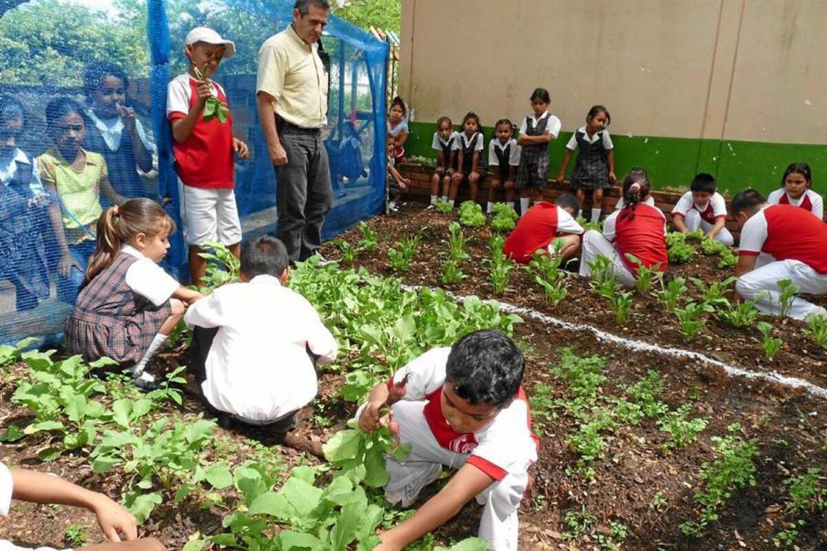 Promueven huertas escolares en zona rural de Piedecuesta