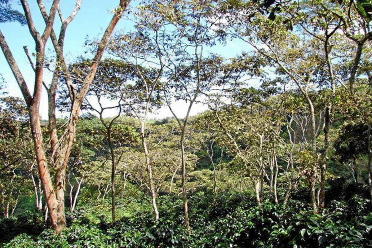 Cafetales santandereanos que fueron declarados libres de roya en los municipios del Socorro, Páramo, Palmas del Socorro y Valle de San José. (Foto: Suministrada/VANGUARDIA LIBERAL)