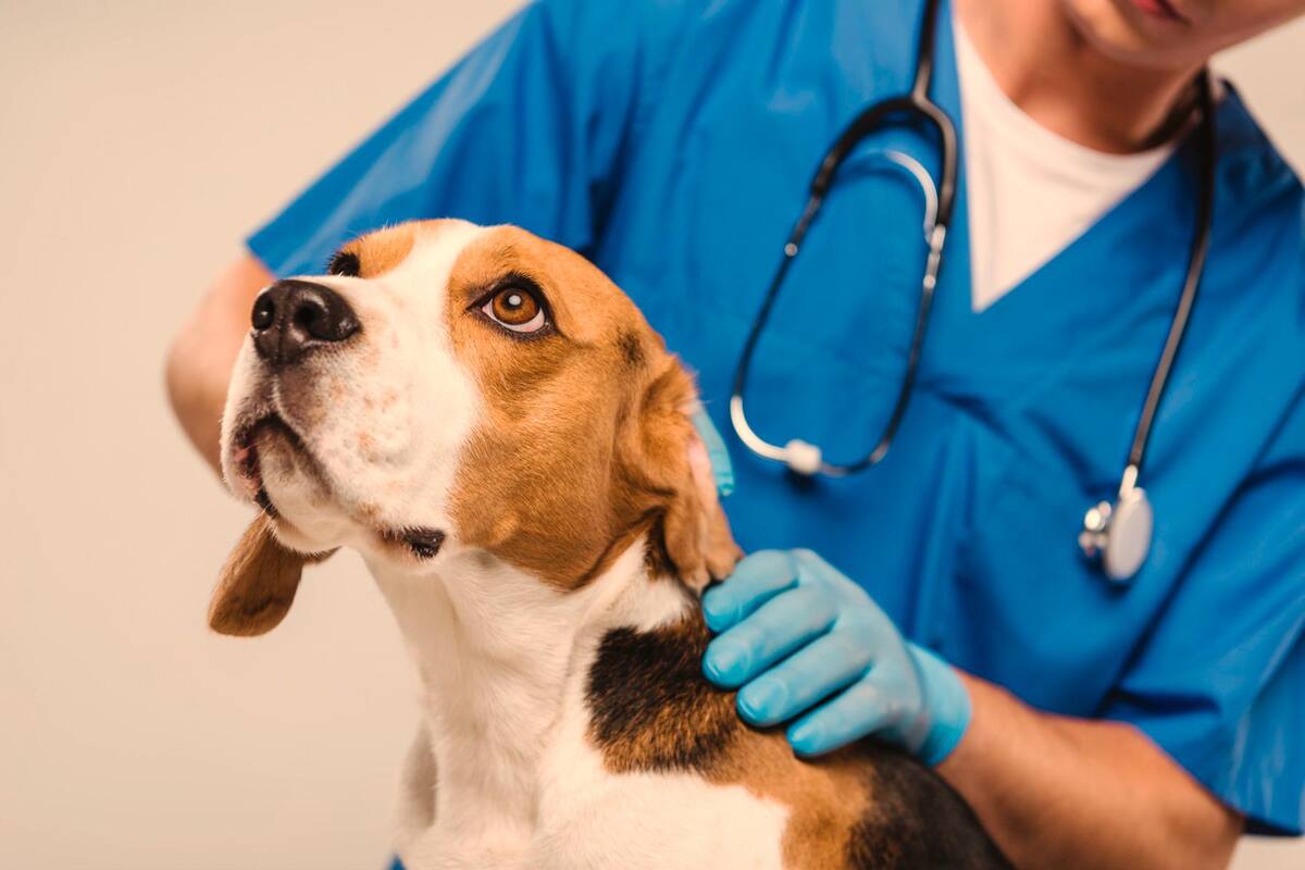 Entre el 15% y el 20% de los caninos adultos padece cáncer, según cifras de una investigación realizada por la Universidad CES. Foto tomada de Internet/VANGUARDIA