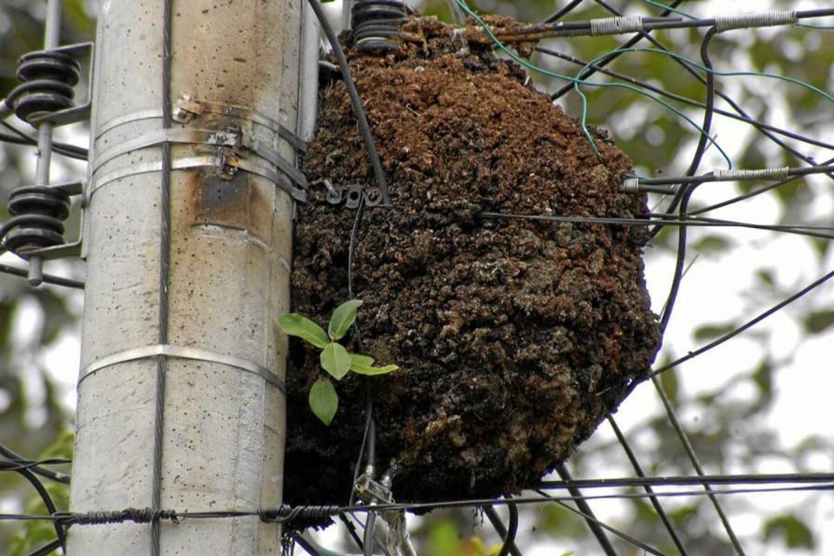 Los Bomberos de Bucaramanga son los encargados de controlar las apariciones de estas abejas, pues cuentan con las herramientas necesarias. (Foto: Archivo/VANGUARDIA LIBERAL)