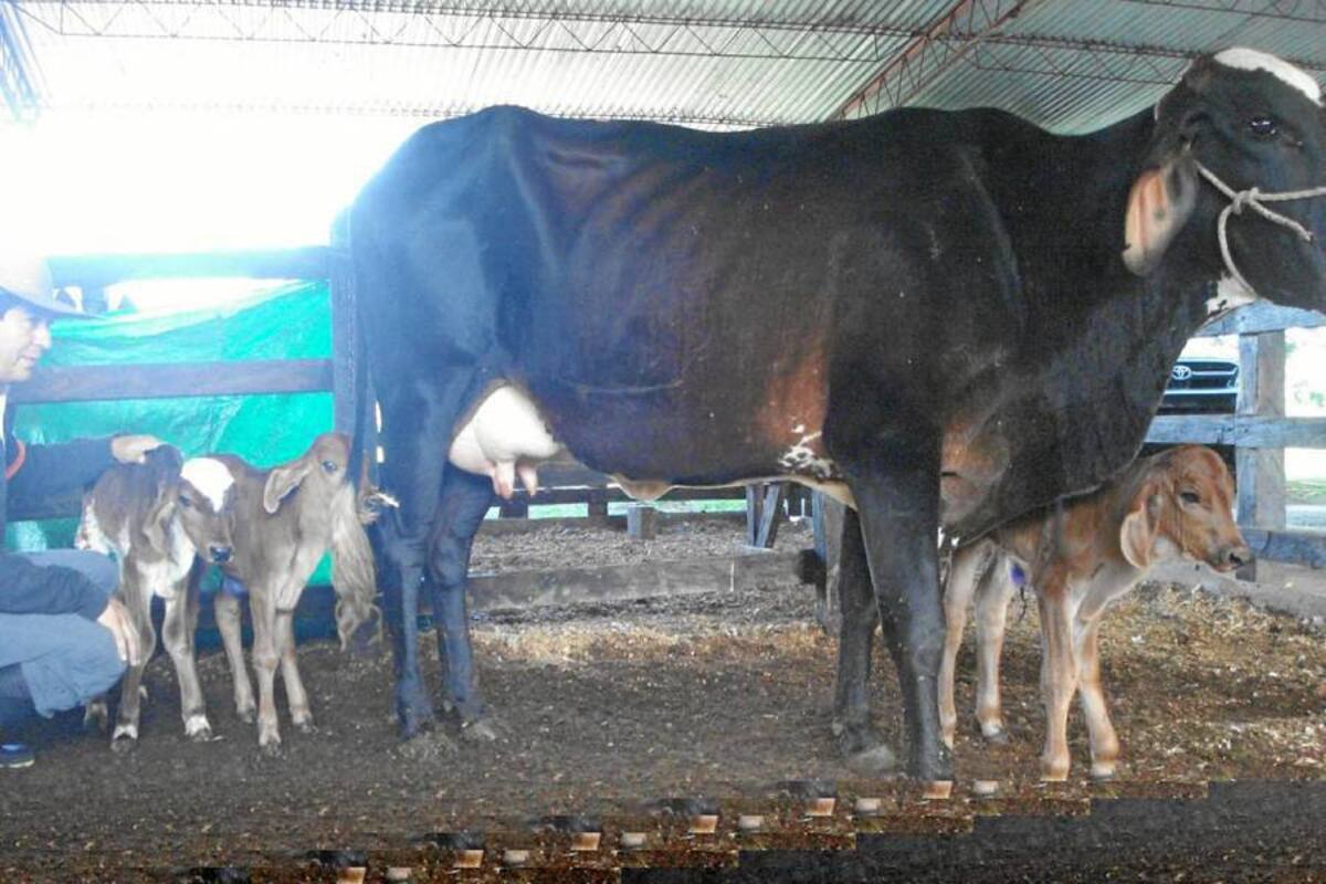 En la finca La Felicidad, ubicada en la parte alta de Piedecuesta, una vaca girolanda amamanta sus tres crías. (Foto: Suministrada/VANGUARDIA LIBERAL)