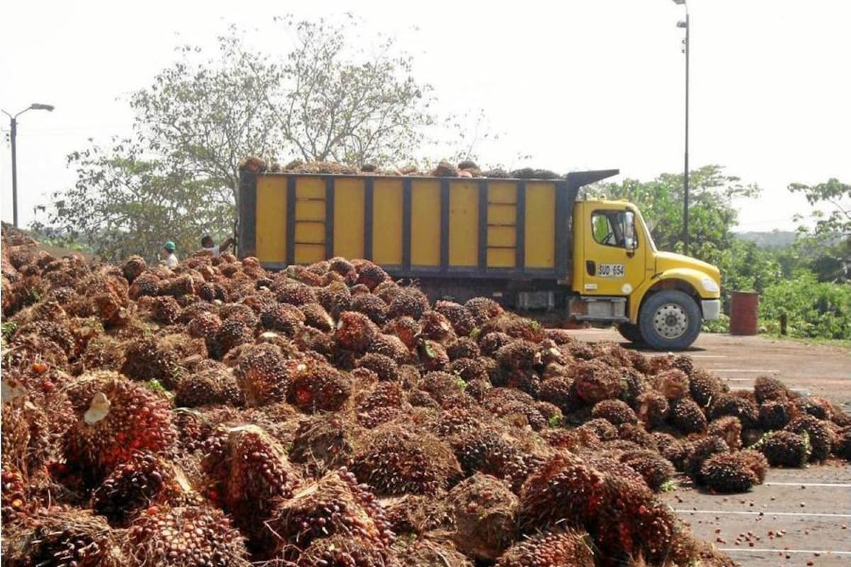 170 asociados son la base cooperada de esta empresa anclada en Puerto Wilches. (Foto: Archivo/VANGUARDIA LIBERAL )