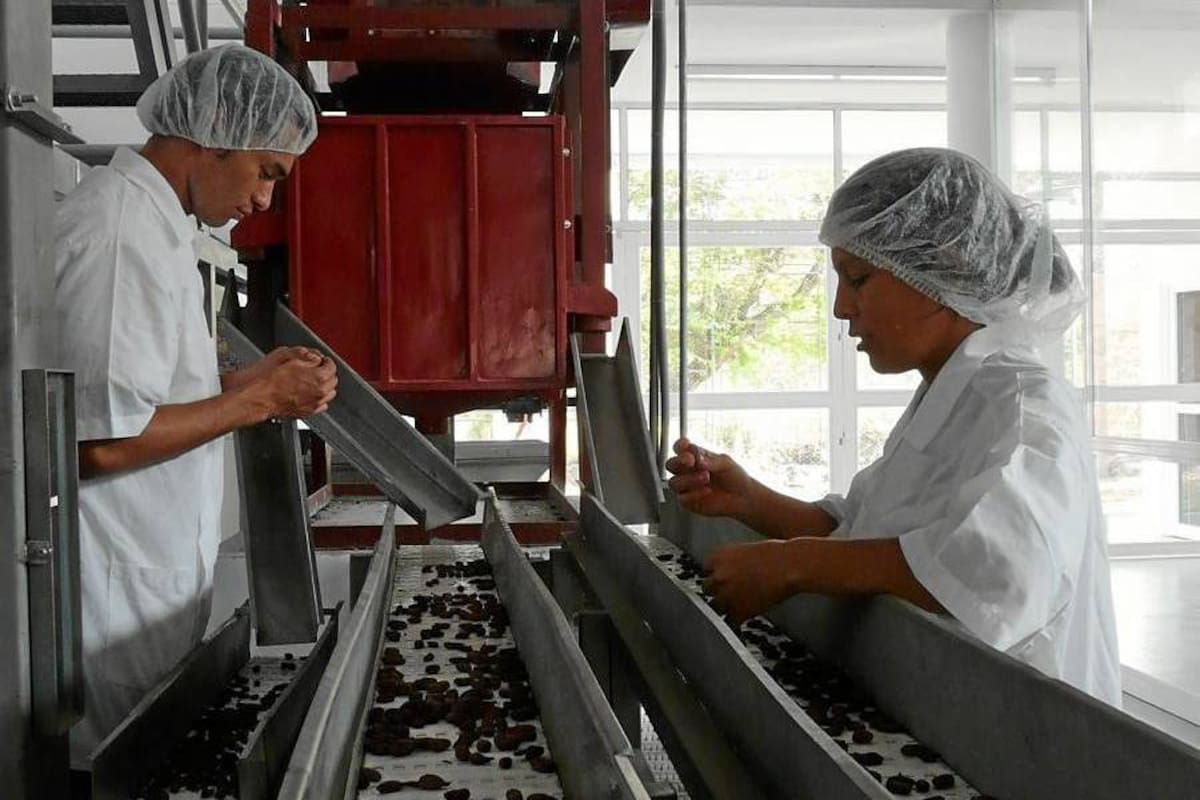 La planta del cacao del Sena busca llegar a los jóvenes de las zonas productoras. (Foto: Archivo/VANGUARDIA LIBERAL)