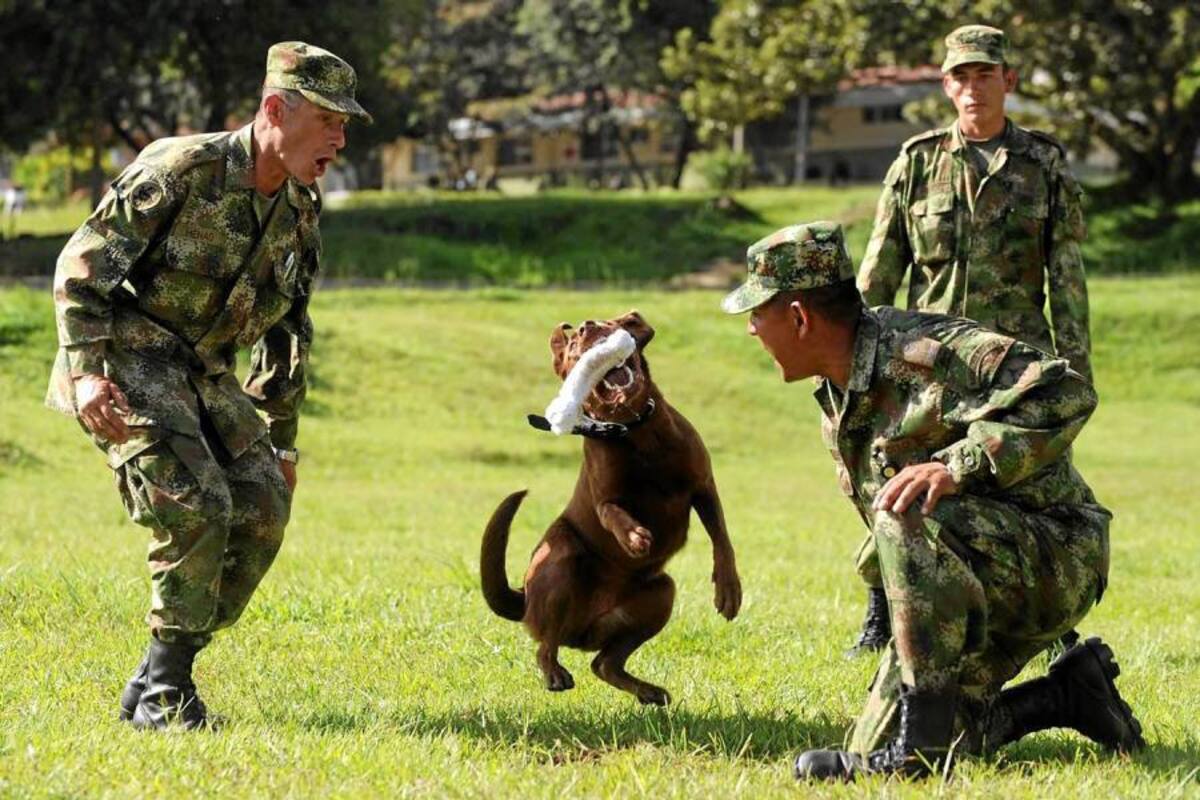 Las mascotas participarán en la programación de la Feria de Girón. (Foto: Archivo/VANGUARDIA LIBERAL)