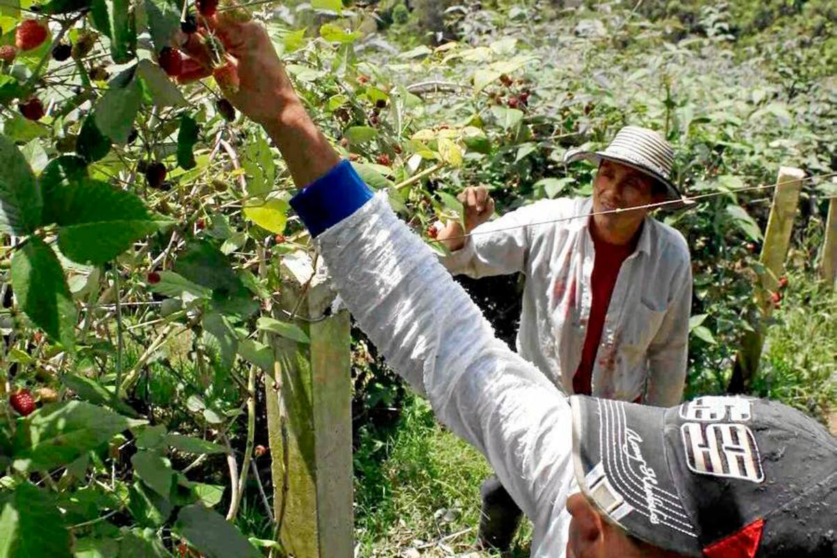El sector morero de Piedecuesta se declaró en crisis luego de que el precio de la mora bajara considerablemente en los últimos meses. (Foto: Archivo/VANGUARDIA LIBERAL)