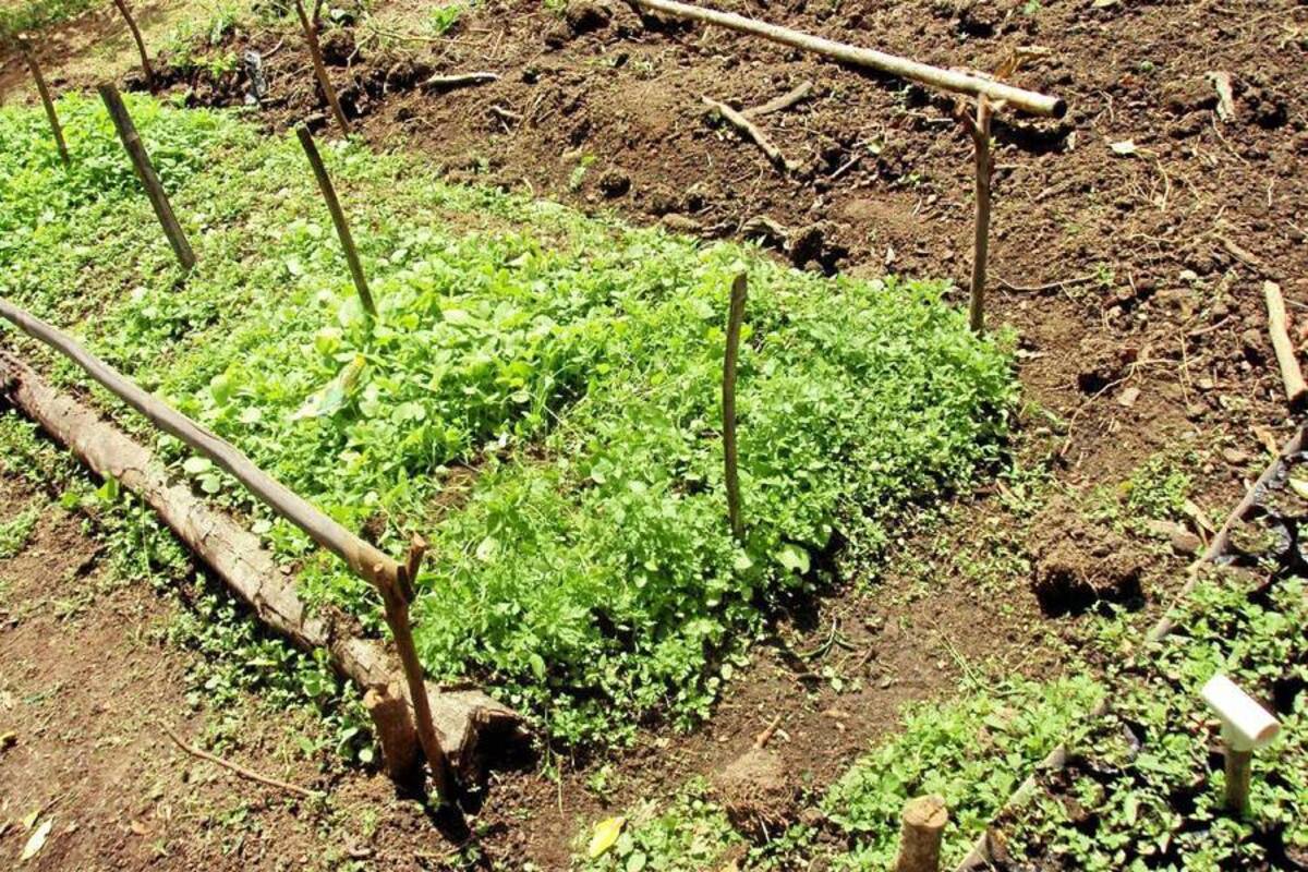 Este es el semillero de plantas de marihuana hallado en el municipio de Pinchote, en donde fue capturado un hombre de 39 años por el delito de fabricación, porte y/o tráfico de estupefacientes. (Foto: Suministrada / VANGUARDIA LIBERAL)