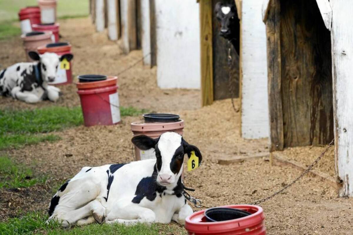 Colombia busca con Ecuador comercio de cerdos para reproducción, semen y embriones bovinos. (Foto: Archivo/VANGUARDIA LIBERAL)