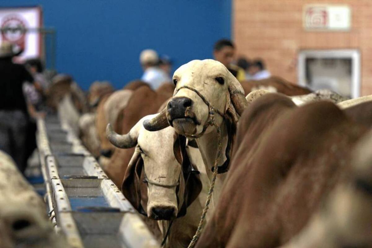 Esta será la segunda semana de Agroferia, ya que el pasado fin de semana el turno fue para los caballos con XXIII Exposición Equina, Grado B. (Foto: Javier Gutiérrez/VAMGUARDIA LIBERAL )