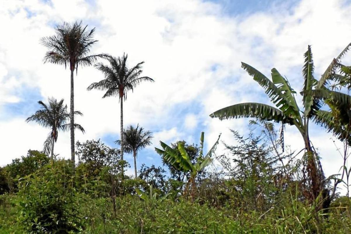 “Porque la vida es sagrada reconcíliate con la naturaleza”