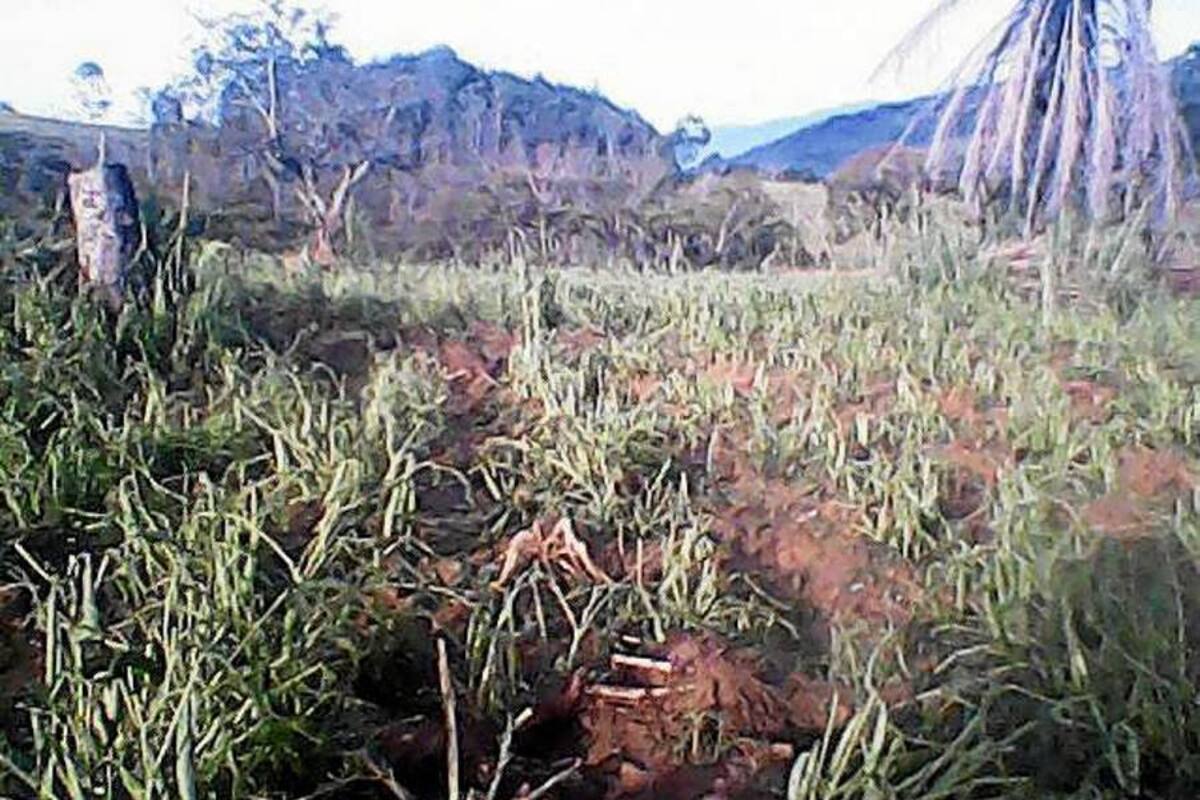 En vereda la Laja y Pozos se perdieron todos los cultivos (Foto: Suministrada /VANGUARDIA LIBERAL)