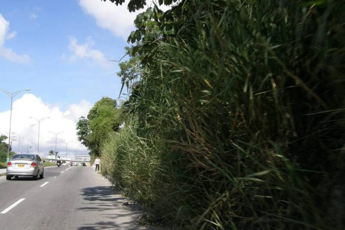 Algunas personas se arriesgan a caminar por la vía porque la maleza cubre todo el andén. (Foto: Sully Catherine Santos H./VANGUARDIA LIBERAL)