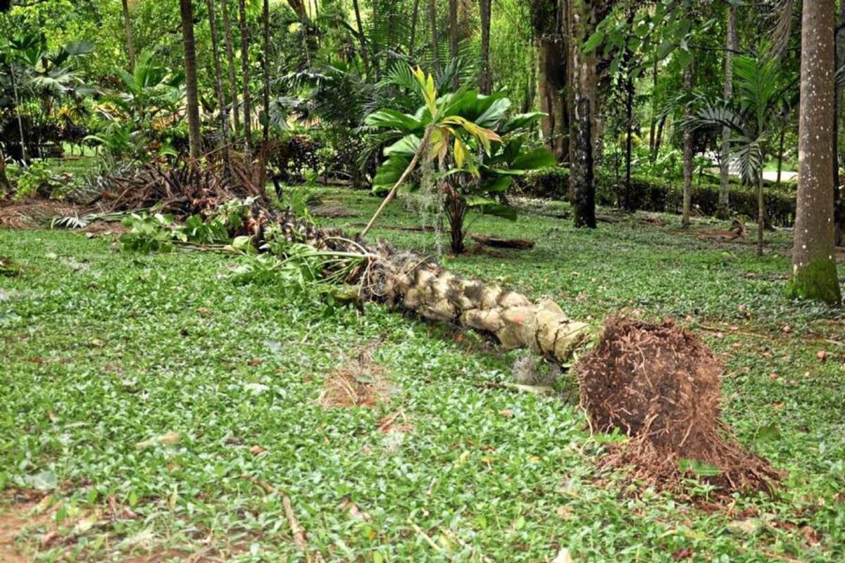 El Jardín Botánico fue cerrado de manera provisional, ante el desprendimiento de varios árboles. (Foto: Suministrada/VANGUARDIA LIBERAL)