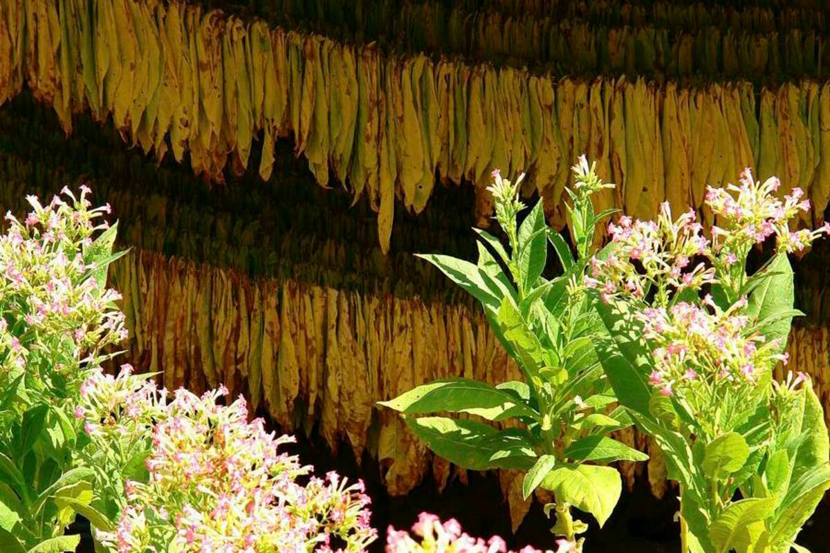 El sector tabacalero de Piedecuesta llamó la atención del Municipio y el Departamento para atender la crisis que afrontan por el deterioro de la hoja de tabaco, afectada por el invierno. (Foto: Archivo/VANGUARDIA LIBERAL)