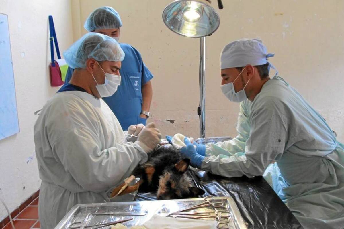 Una jornada de esterilización de perros callejeros realizó la Administración de Moniquirá, al tiempo que hizo un llamado a los propietarios para que no abandonen sus mascotas. (Foto: Archivo/VANGUARDIA LIBERAL )