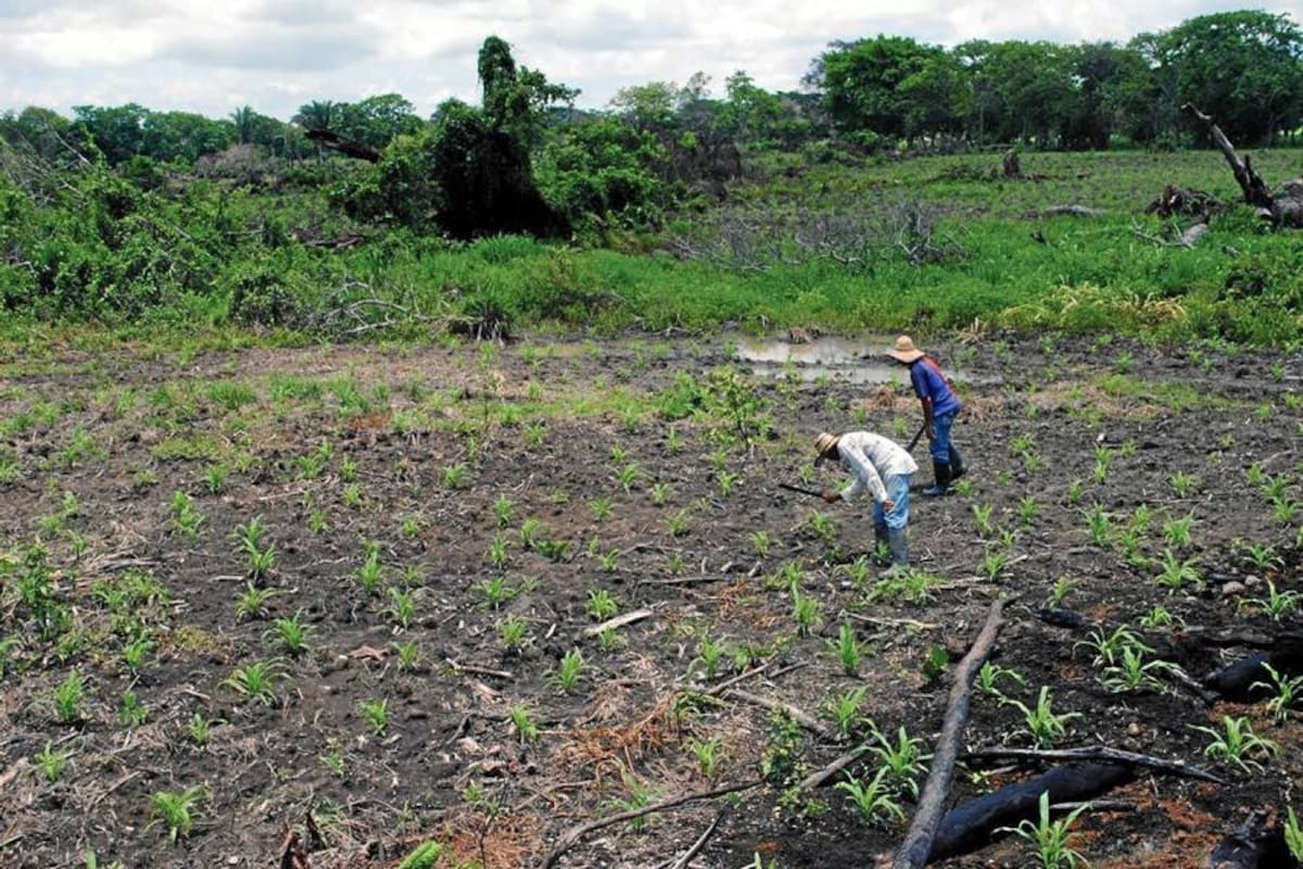 Concluyó inspección en extinción de dominio de hacienda Las Pavas (Foto: Archivo/VANGUARDIA LIBERAL)