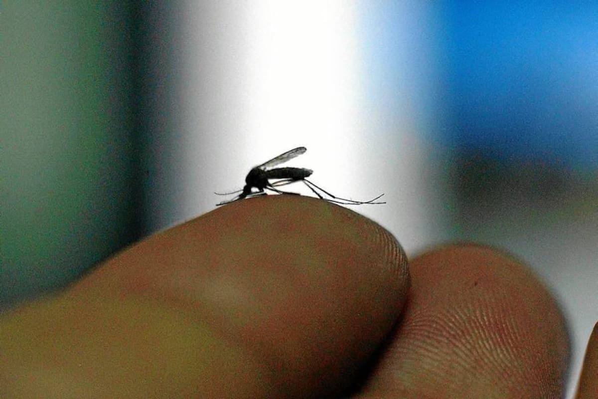 El dengue aumentó de tres a ocho casos diarios