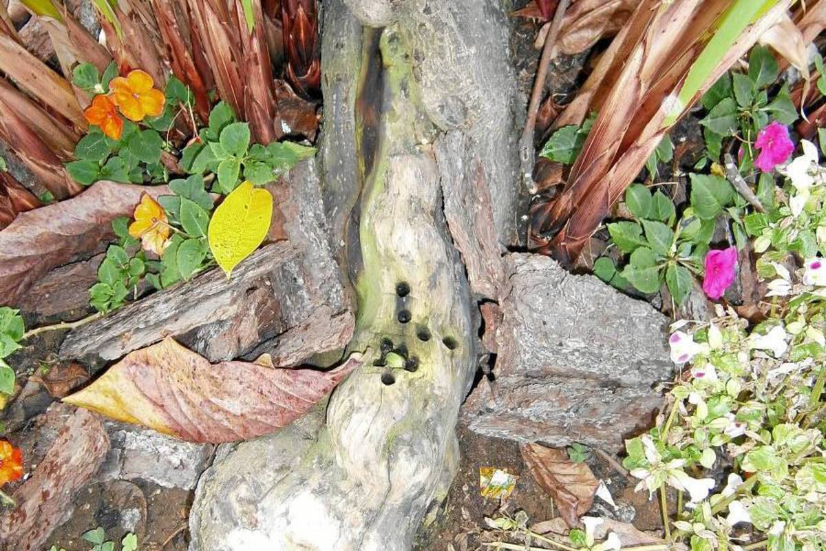 Este fue uno de los árboles envenenado por personas inescrupulosas, según denunció la Cdmb. En la imagen se observan las perforaciones que le hicieron en las raíces. (Foto: Archivo / VANGUARDIA LIBERAL)