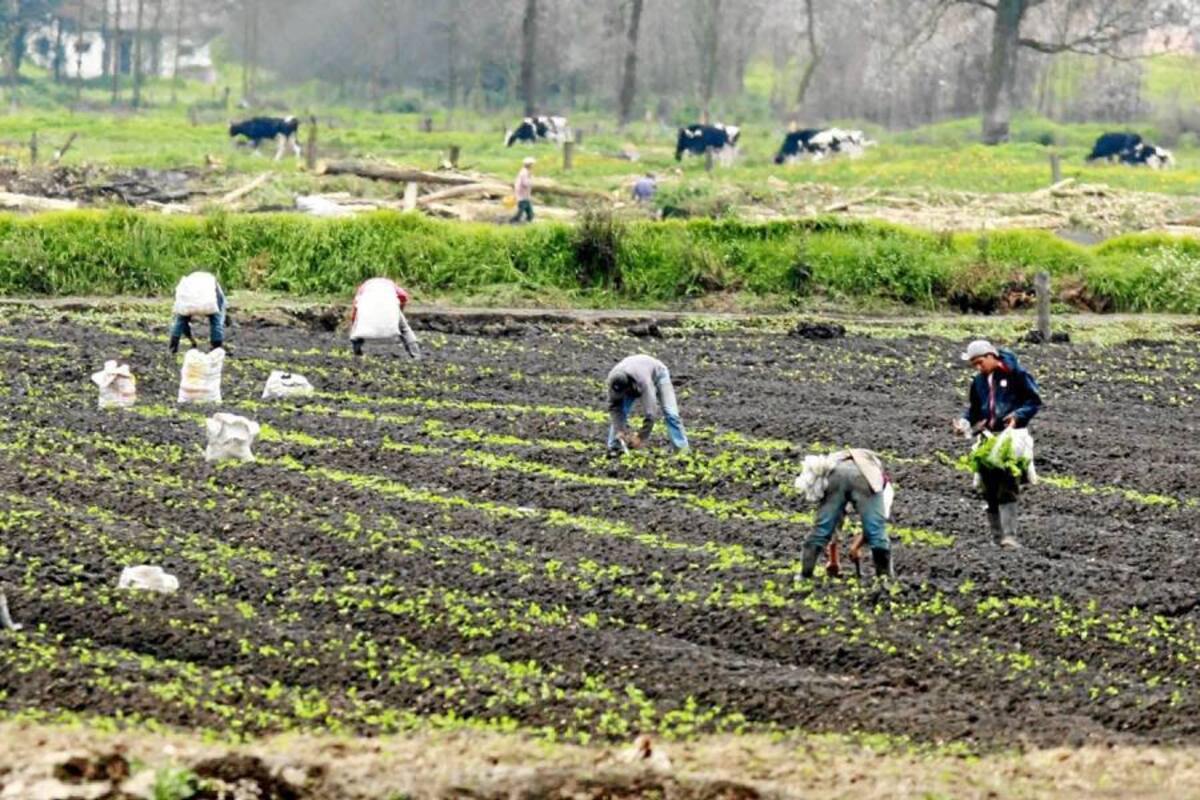 Amplían crédito para campesinos que deseen estudios superiores en agro