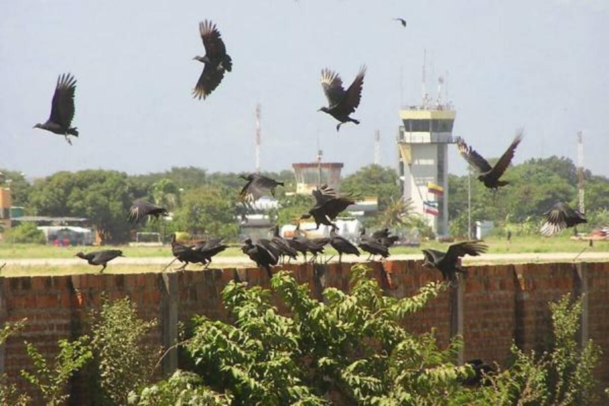 Para ahuyentar las aves de los aeropuertos, se utilizan halcones robot o, de manera más artesanal, con estallidos de pólvora. (Foto: Archivo/VANGUARDIA LIBERAL)
