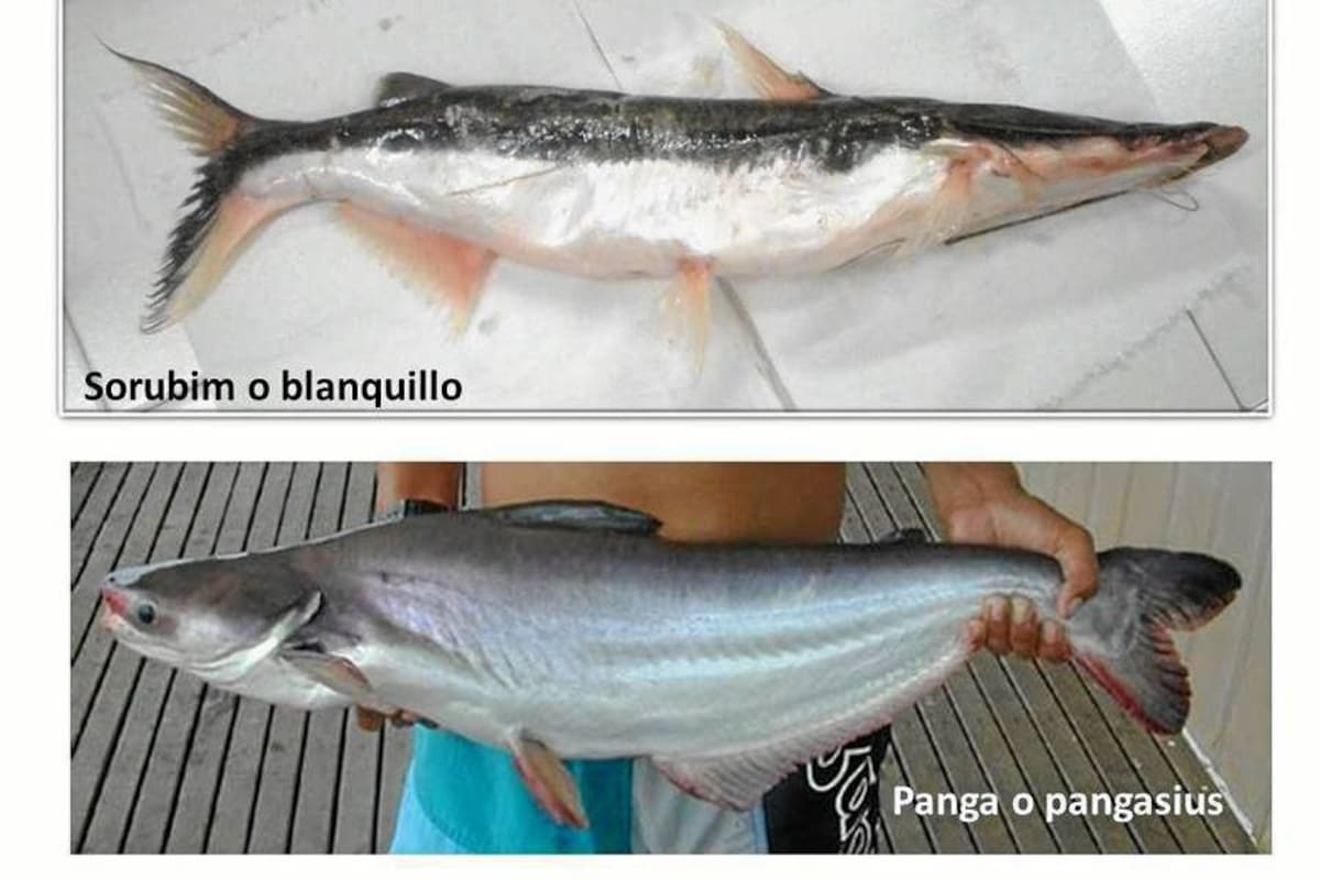 Imagen del pescado blanquillo y pescado panga. La secretaría de Salud departamental alerta a la ciudadanía en el no consumo de la especie penga que al parecer afecta la salud de los consumidores. (Foto: Suministrada/VANGUARDIA LIBERAL)