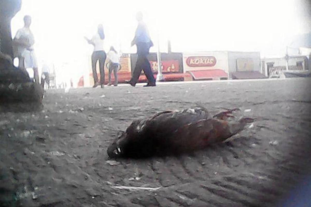 La aparición de palomas muertas en Piedecuesta llamó la atención de los defensores de los animales ante el temor de posibles envenenamientos para esta especie. (Foto: Edgar Omar Bustos A/ VANGUARDIA LIBERAL )