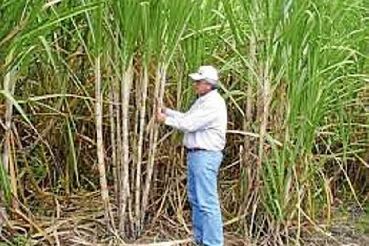 Las autoridades de Santander y Boyacá buscan trabajar de manera conjunta para combatir la plaga que afecta a los cultivos de caña. (Foto: Archivo / VANGUARDIA LIBERAL)