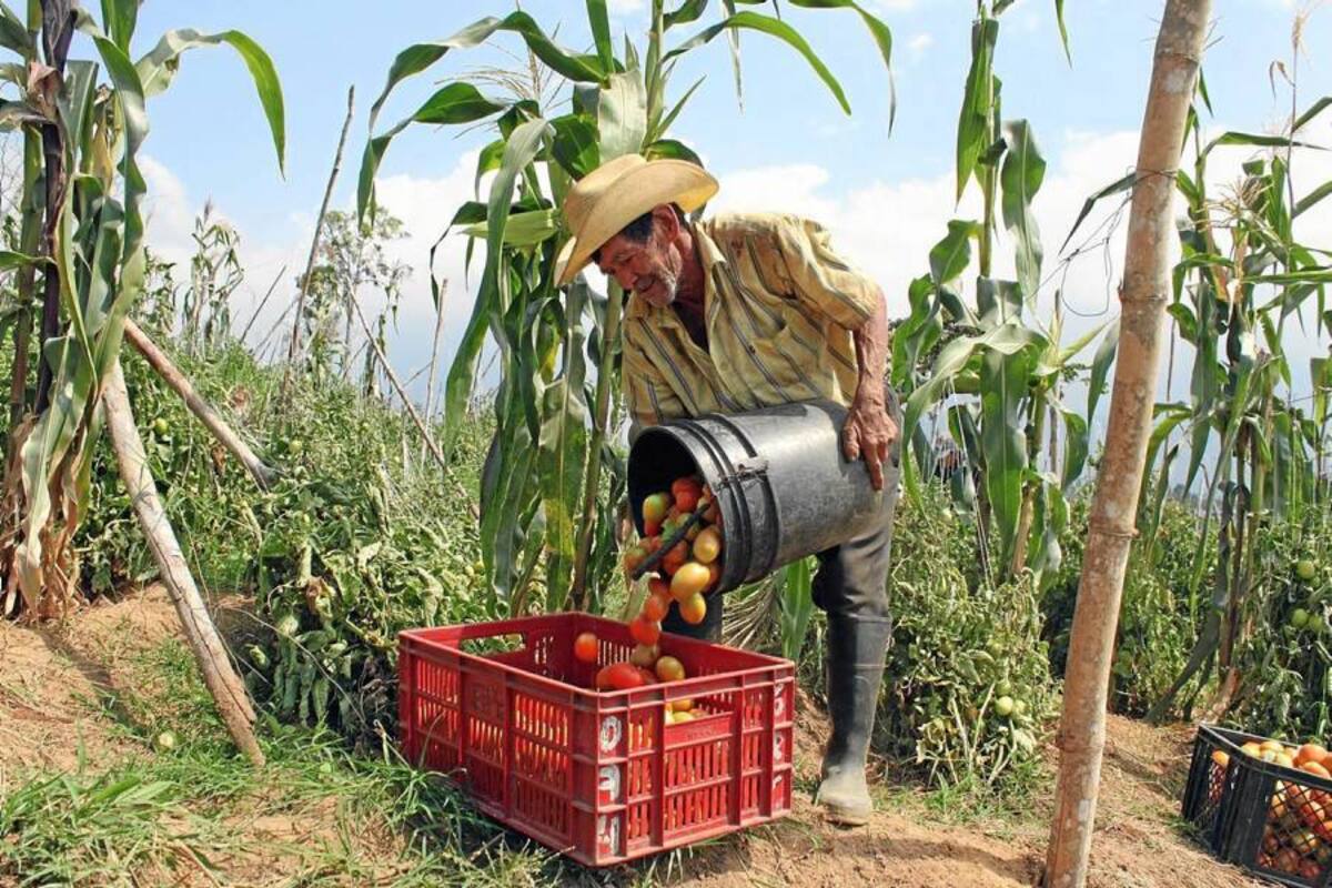 Cartera agropecuaria municipal recibirá aportes superiores a los $ 1.000 millones en lo que resta del año, según lo informó la Umata. (Foto: Archivo/VANGUARDIA LIBERAL)