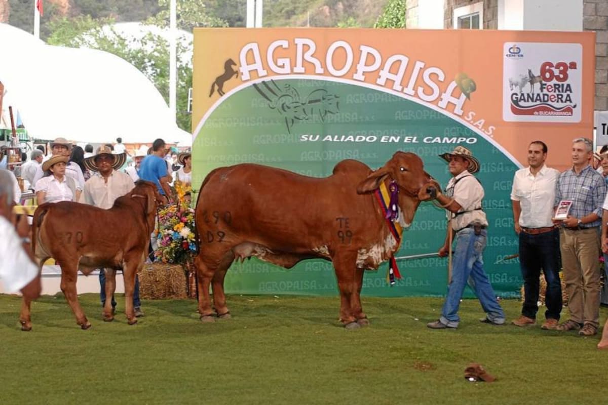 San Julián, la roja; JM La Vittoriana, la gris; ambas Gran Campeonas (Foto: Jaime del Río / VANGUARDIA LIBERAL)