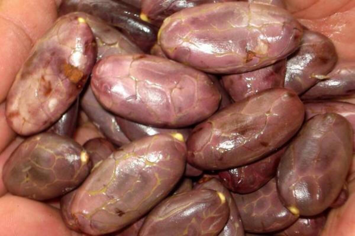 Los precios del cacao seguirán altos, pues es incierta, aún, la situación política de los mayores productores del mundo.(Foto: Archivo/VANGUARDIA LIBERAL)