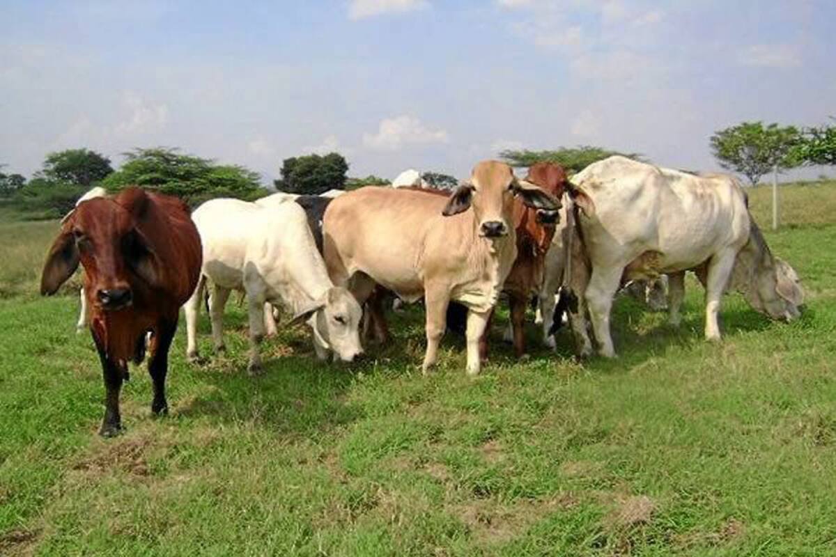 Buscan que seguro del agro sea una cultura