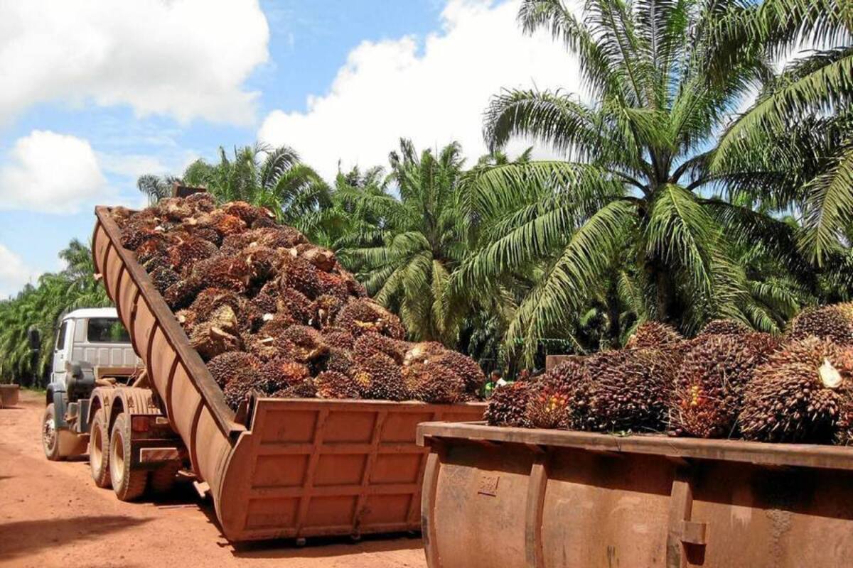 Las empresas palmeras en Tumaco y Puerto Wilches han erradicado, con recursos propios, 14.941 hectáreas de palma afectada por la PC. (Foto: Archivo/VANGUARDIA LIBERAL)